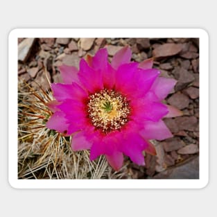 Desert Magenta Sticker